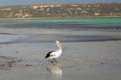 Kangaroo-Island-Star-Accommodation_0039__51C2053