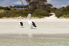 Kangaroo-Island-star-beach-gallery-pelicans
